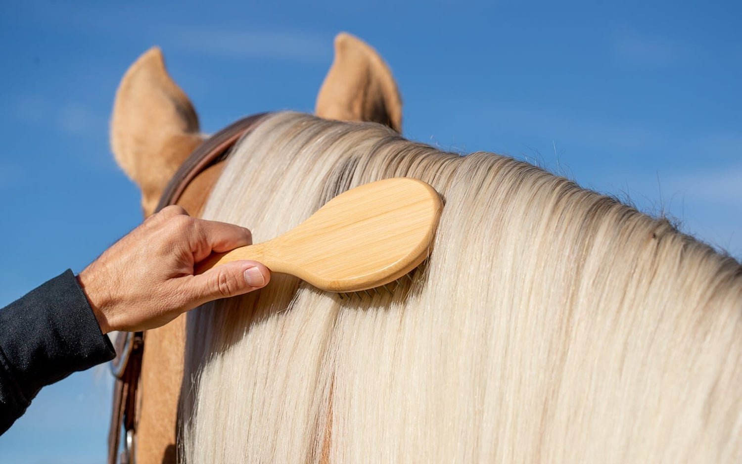 Artero Equine Care Borstels & Accessoires